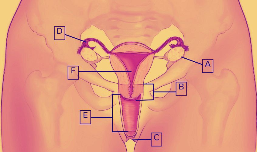 Какими бывают вагины: кто из женщин лань, а кто - слониха? | КРАСОТКИ | Дзен