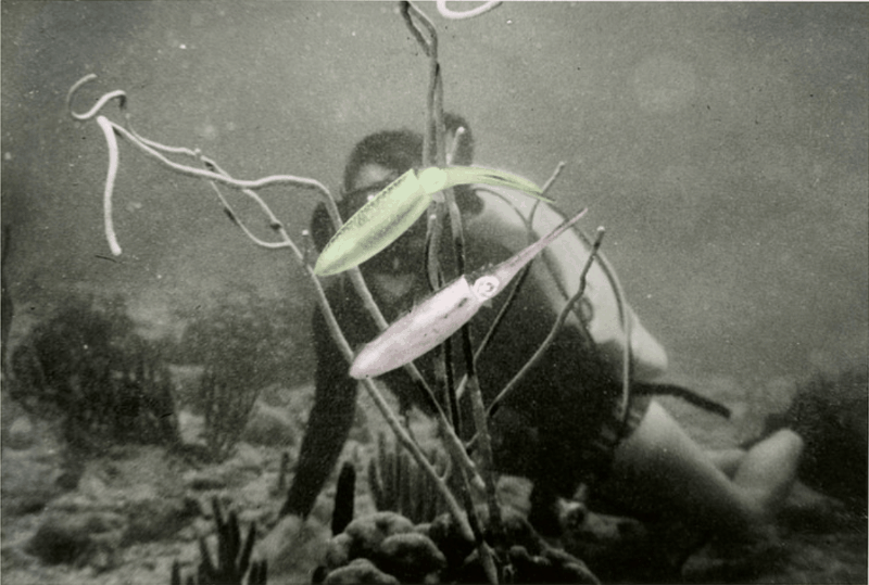 Изображение: Иллюстрация Антона Климовича / Чёрно-белое изображение. Подводный мир, на заднем плане виден_на акваланист_ка, на переднем плане два небольших кальмара, которые меняют цвета: фиолетовый, синий, розовый, изумрудный, зелёный